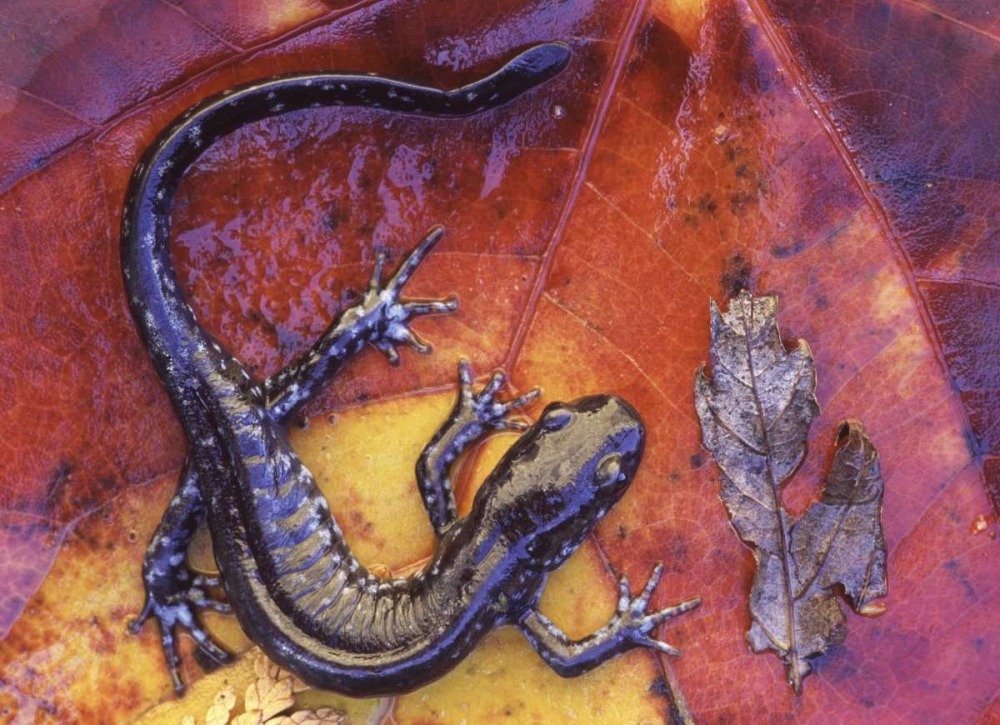 Canada, Quebec Blue-spotted salamander on leaf art print by Gilles Delisle for $57.95 CAD